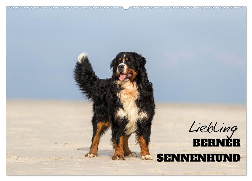 Liebling BERNER SENNENHUND (Wandkalender 2027 DIN A2 quer) CALVENDO Monatskalender