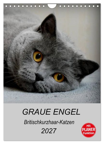 Graue Engel - Britischkurzhaar-Katzen (Wandkalender 2027 DIN A4 hoch) CALVENDO Monatskalender
