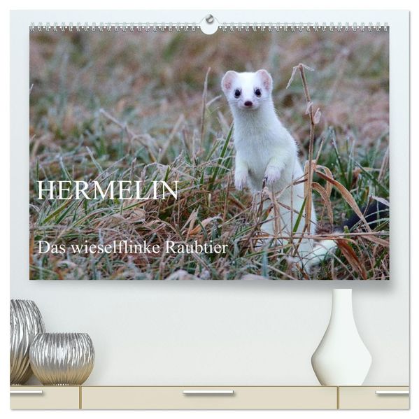 Hermelin - das wieselflinke Raubtier (hochwertiger Premium Wandkalender 2027 DIN A2 quer) Kunstdruck in Hochglanz