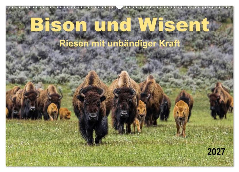 Bison und Wisent - Riesen mit unbändiger Kraft (Wandkalender 2027 DIN A2 quer) CALVENDO Monatskalender