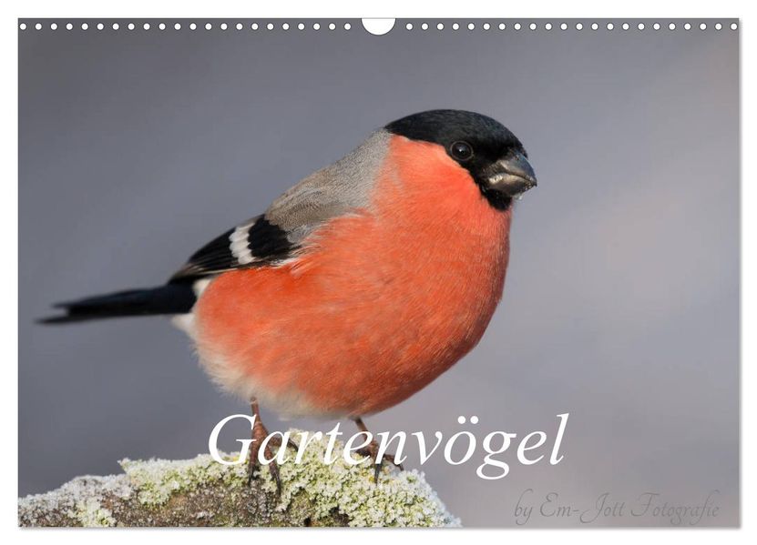 Vögel aus dem Garten (Wandkalender 2027 DIN A3 quer) CALVENDO Monatskalender