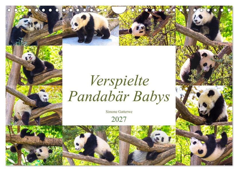 Pandabär Babys (Wandkalender 2027 DIN A4 quer) CALVENDO Monatskalender