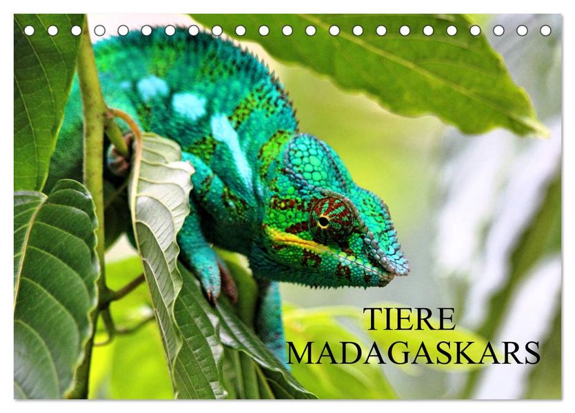 Tiere Madagaskars (Tischkalender 2027 DIN A5 quer) CALVENDO Monatskalender