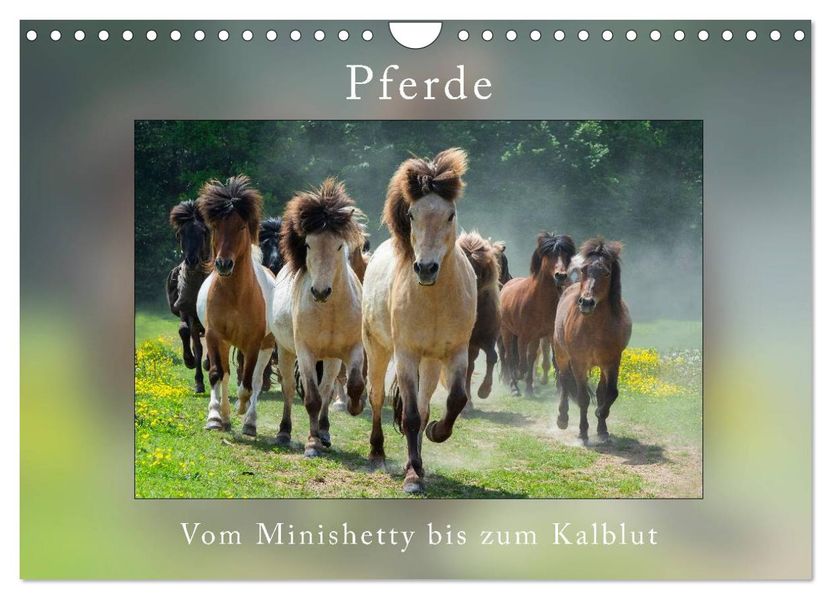 Pferde Vom Minishetty bis zum Kaltblut (Wandkalender 2027 DIN A4 quer) CALVENDO Monatskalender