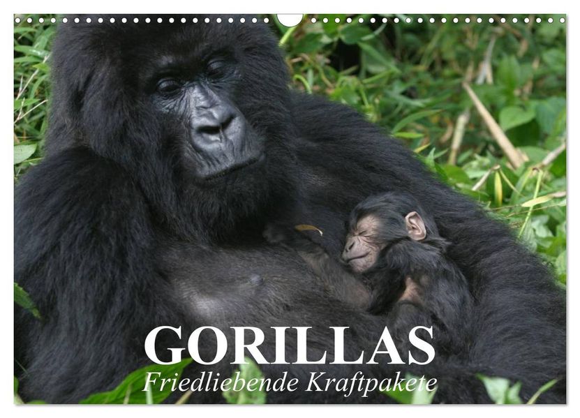 Gorillas. Friedliebende Kraftpakete (Wandkalender 2027 DIN A3 quer) CALVENDO Monatskalender
