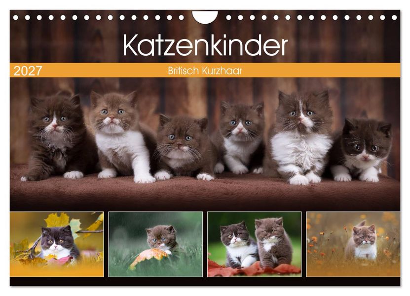 Katzenkinder - Britisch Kurzhaar (Wandkalender 2027 DIN A4 quer) CALVENDO Monatskalender