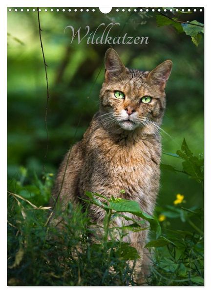 Wildkatzen - scheue Jäger (Wandkalender 2027 DIN A3 hoch) CALVENDO Monatskalender