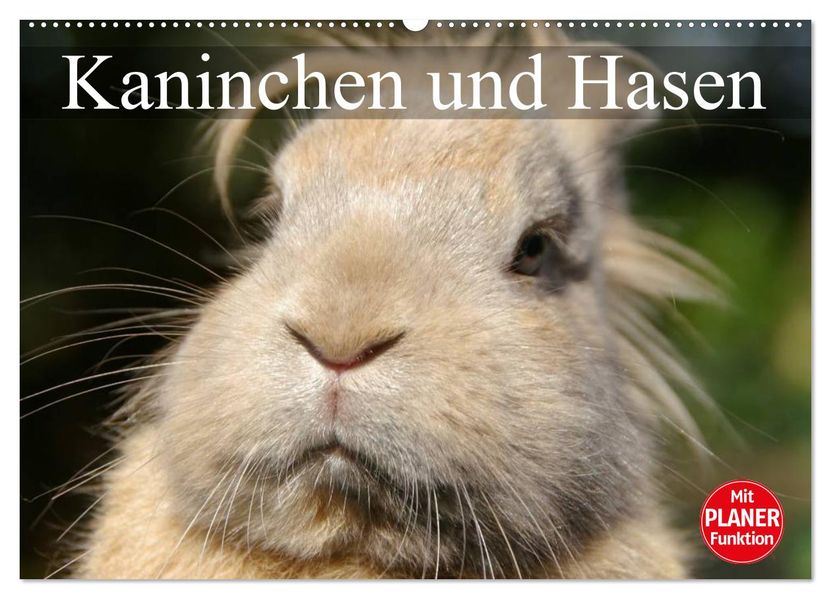 Kaninchen und Hasen (Wandkalender 2027 DIN A2 quer) CALVENDO Monatskalender
