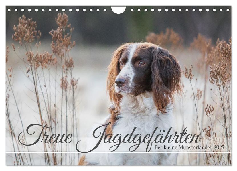 Treue Jagdgefährten Der kleine Münsterländer (Wandkalender 2027 DIN A4 quer) CALVENDO Monatskalender