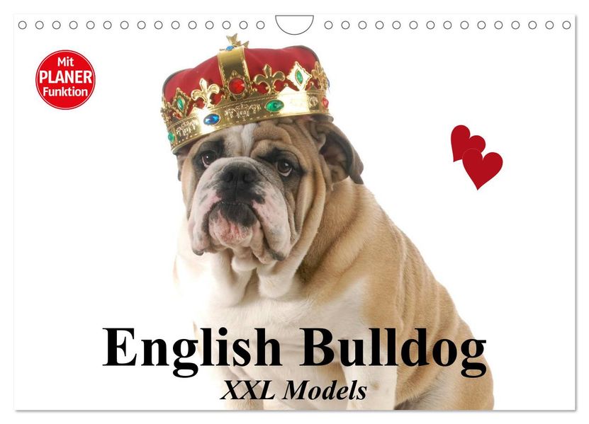 English Bulldog XXL Models (Wandkalender 2027 DIN A4 quer) CALVENDO Monatskalender