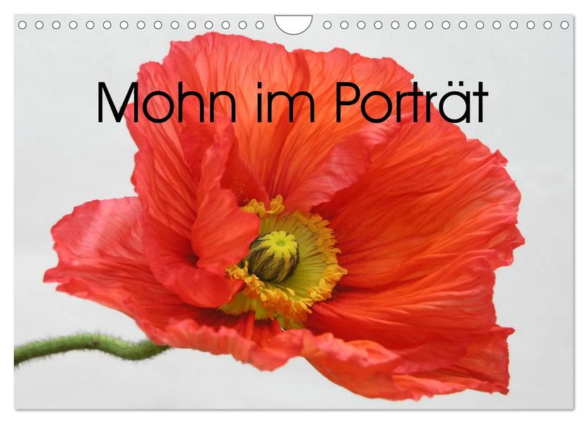 Mohn im Porträt (Wandkalender 2027 DIN A4 quer) CALVENDO Monatskalender