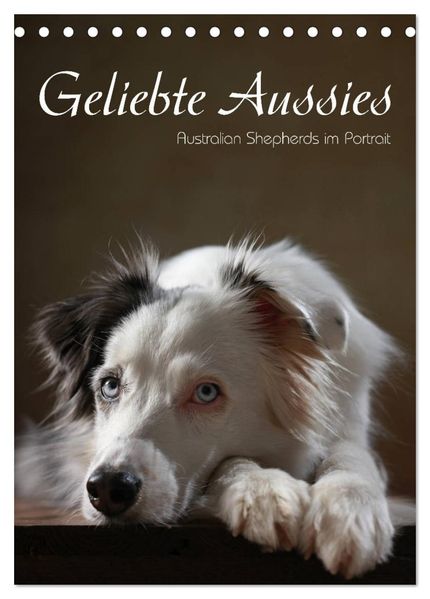 Geliebte Aussies - Australian Shepherds im Portrait (Tischkalender 2027 DIN A5 hoch) CALVENDO Monatskalender