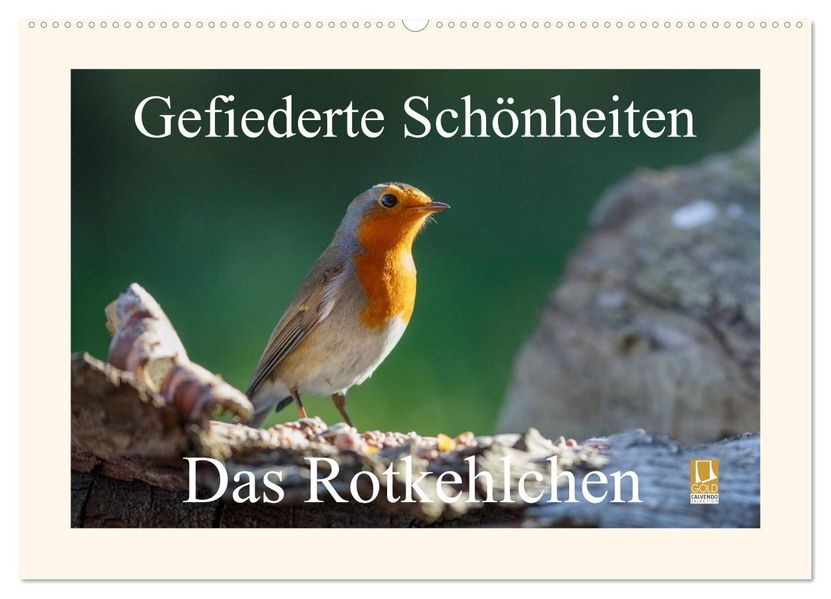 Gefiederte Schönheiten - Das Rotkehlchen (Wandkalender 2027 DIN A2 quer) CALVENDO Monatskalender