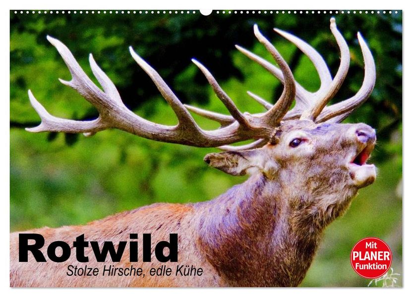 Rotwild. Edle Hirsche stolze Kühe (Wandkalender 2027 DIN A2 quer) CALVENDO Monatskalender