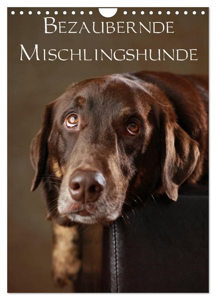 Bezaubernde Mischlingshunde (Wandkalender 2027 DIN A4 hoch) CALVENDO Monatskalender