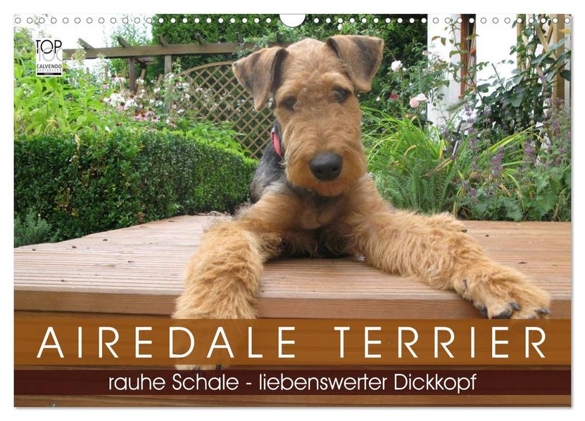 Airedale Terrier (Wandkalender 2027 DIN A3 quer) CALVENDO Monatskalender