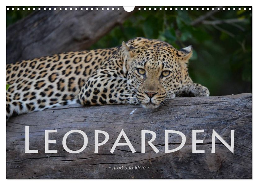 Leoparden - groß und klein (Wandkalender 2027 DIN A3 quer) CALVENDO Monatskalender