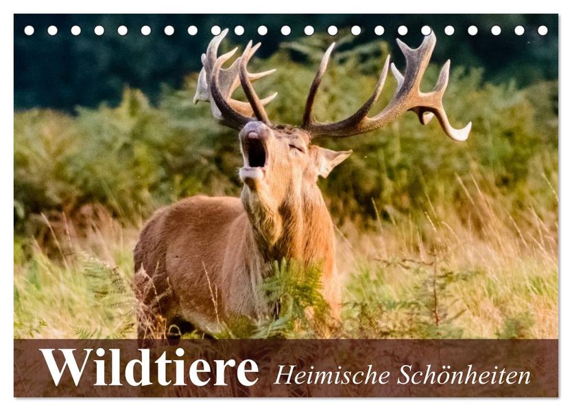 Wildtiere. Heimische Schönheiten (Tischkalender 2027 DIN A5 quer) CALVENDO Monatskalender