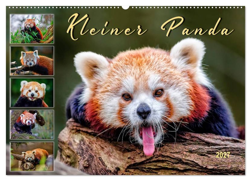 Kleiner Panda (Wandkalender 2027 DIN A2 quer) CALVENDO Monatskalender