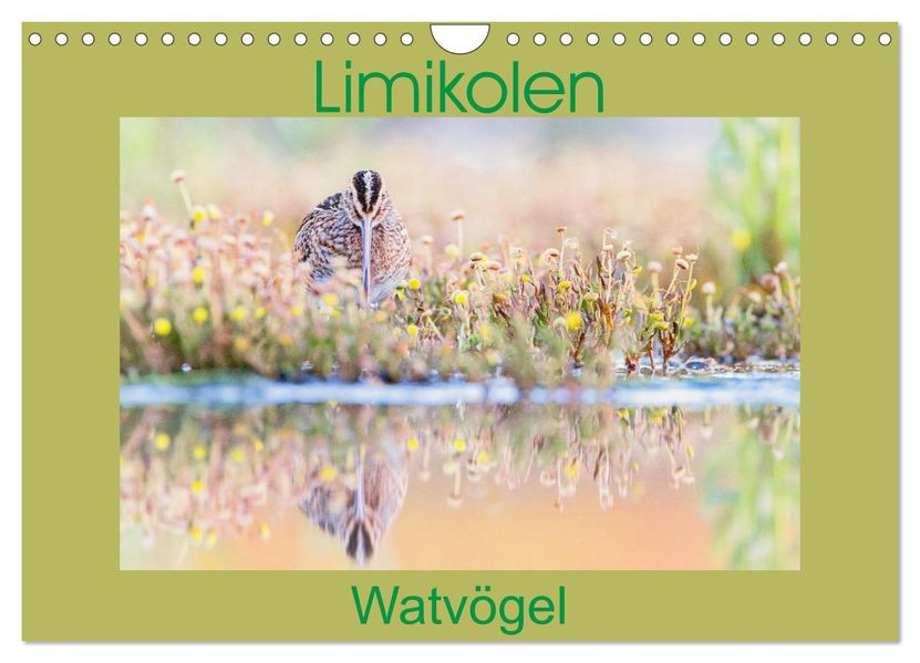 Limikolen - Watvögel aus Europa (Wandkalender 2027 DIN A4 quer) CALVENDO Monatskalender