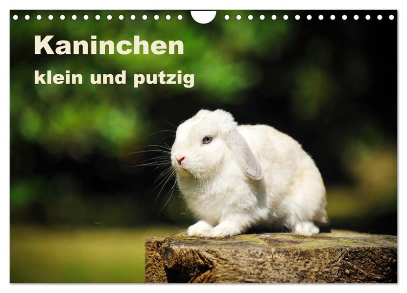 Kaninchen klein und putzig (Wandkalender 2027 DIN A4 quer) CALVENDO Monatskalender