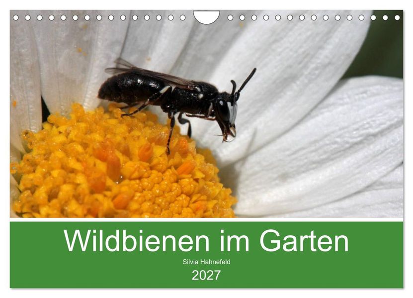 Wildbienen im Garten (Wandkalender 2027 DIN A4 quer) CALVENDO Monatskalender