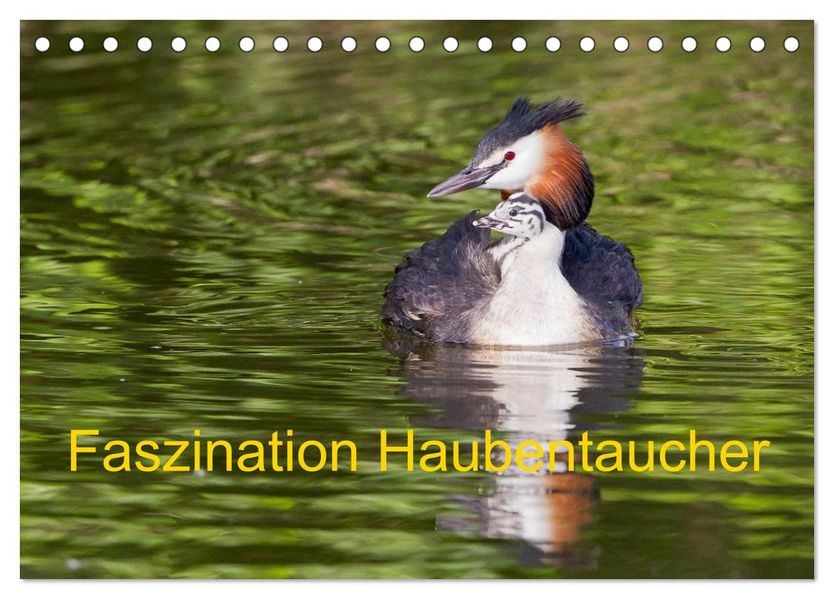 Faszination Haubentaucher (Tischkalender 2027 DIN A5 quer) CALVENDO Monatskalender