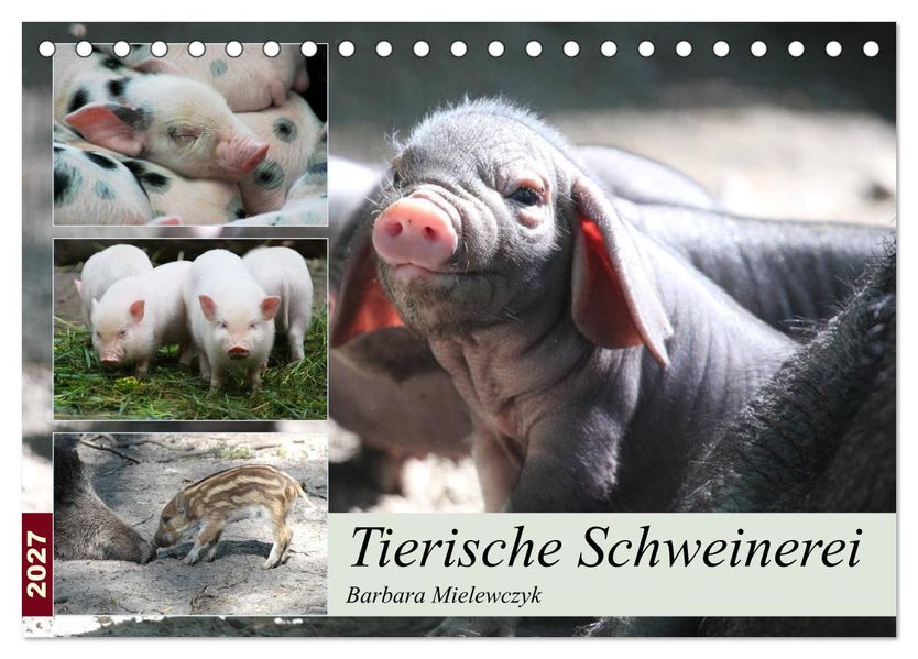 Tierische Schweinerei (Tischkalender 2027 DIN A5 quer) CALVENDO Monatskalender