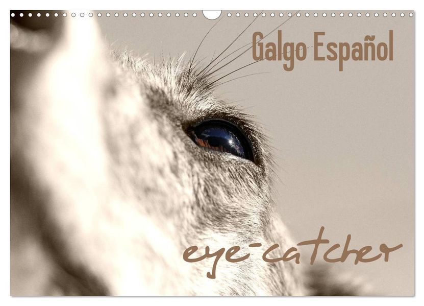 Galgo eye-catcher (Wandkalender 2027 DIN A3 quer) CALVENDO Monatskalender