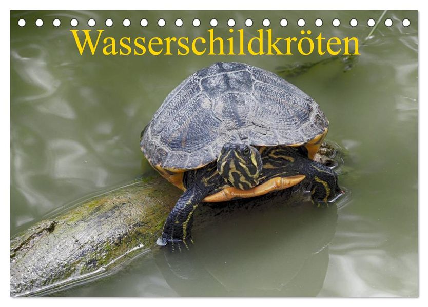 Wasserschildkröten (Tischkalender 2027 DIN A5 quer) CALVENDO Monatskalender