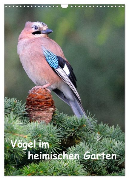 Vögel im heimischen Garten (Wandkalender 2027 DIN A3 hoch) CALVENDO Monatskalender