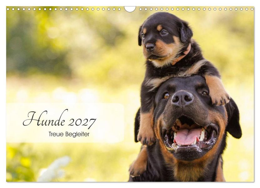 Hunde 2027 - Treue Begleiter (Wandkalender 2027 DIN A3 quer) CALVENDO Monatskalender