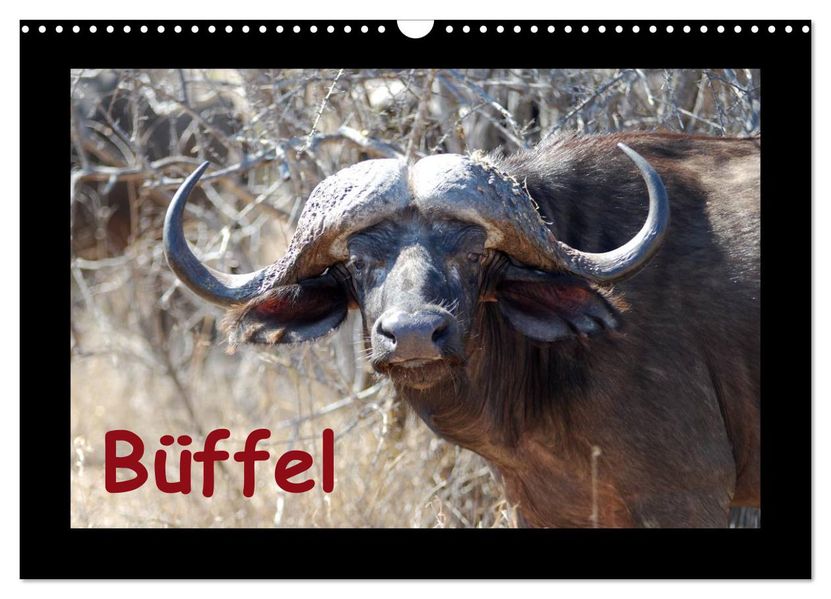 Büffel (Wandkalender 2027 DIN A3 quer) CALVENDO Monatskalender