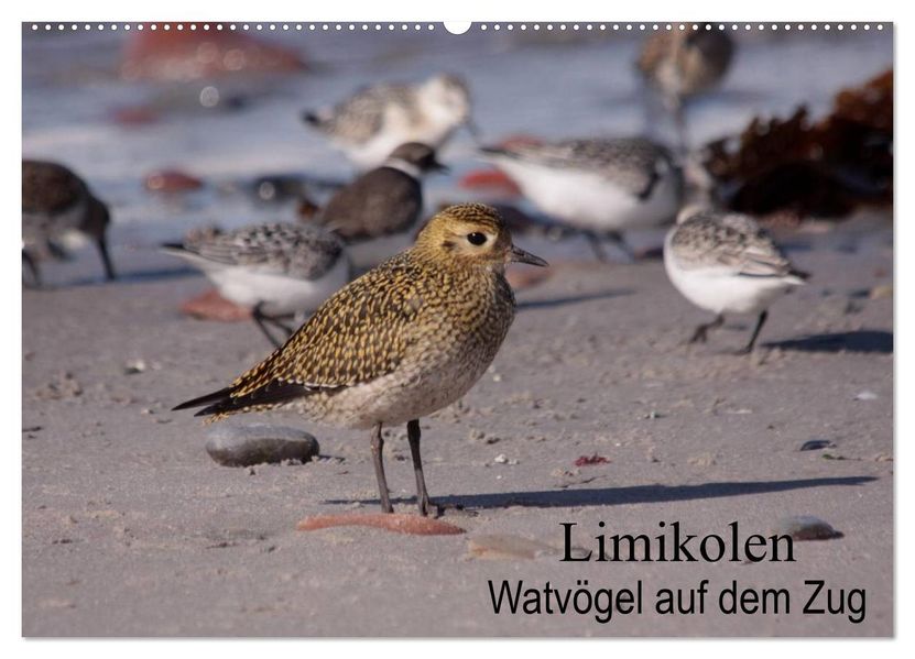 Limikolen Watvögel auf dem Zug (Wandkalender 2027 DIN A2 quer) CALVENDO Monatskalender