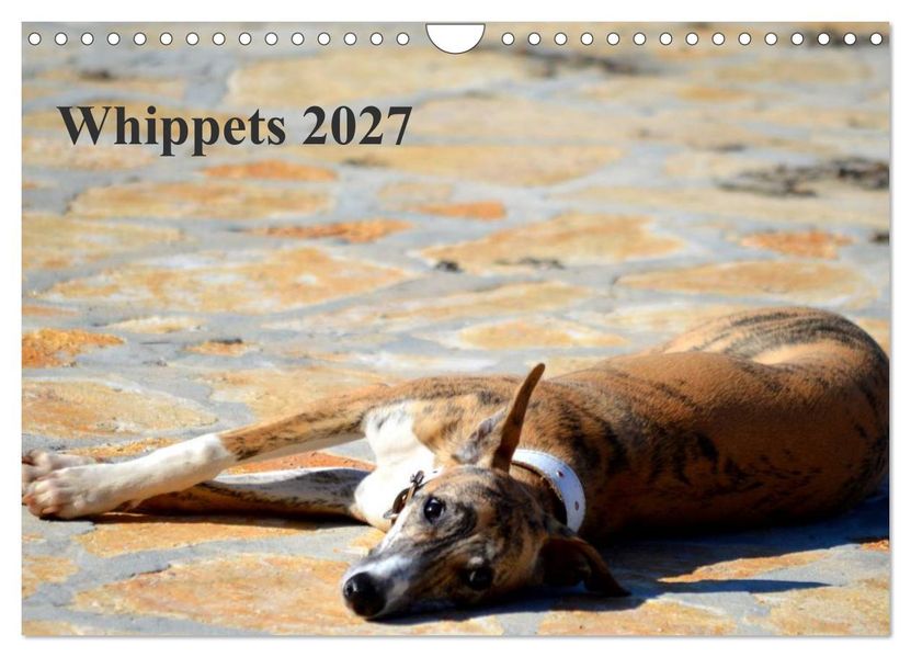 Whippet 2027 (Wandkalender 2027 DIN A4 quer) CALVENDO Monatskalender