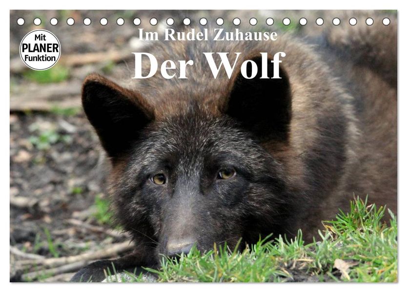 Im Rudel Zuhause - Der Wolf (Tischkalender 2027 DIN A5 quer) CALVENDO Monatskalender