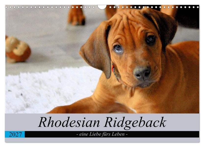 Rhodesian Ridgeback - eine Liebe fürs Leben (Wandkalender 2027 DIN A3 quer) CALVENDO Monatskalender