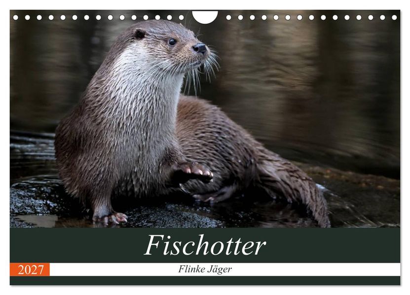 Fischotter flinke Jäger (Wandkalender 2027 DIN A4 quer) CALVENDO Monatskalender
