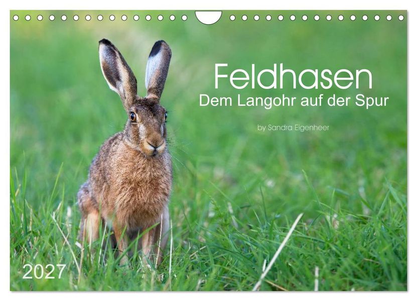 Feldhasen - dem Langohr auf der Spur (Wandkalender 2027 DIN A4 quer) CALVENDO Monatskalender