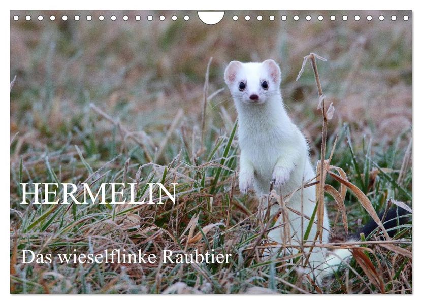 Hermelin - das wieselflinke Raubtier (Wandkalender 2027 DIN A4 quer) CALVENDO Monatskalender