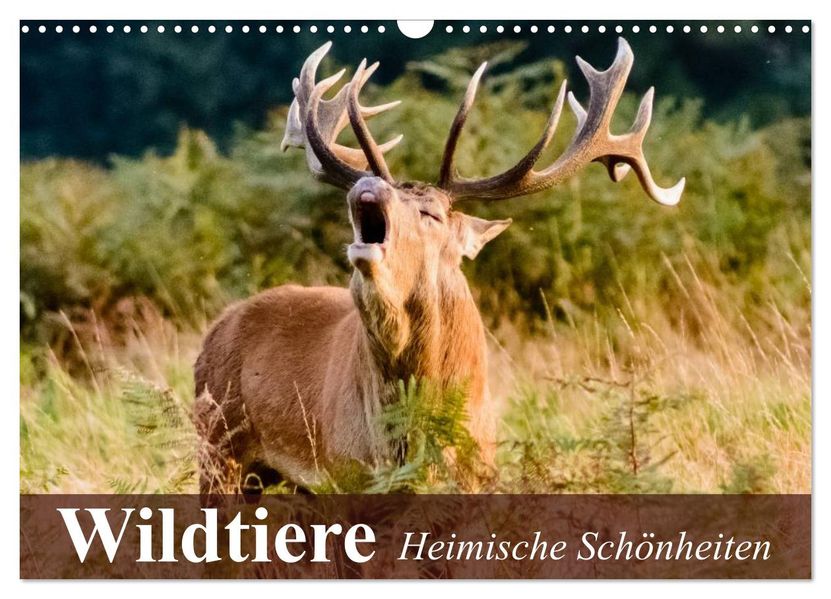 Wildtiere. Heimische Schönheiten (Wandkalender 2027 DIN A3 quer) CALVENDO Monatskalender