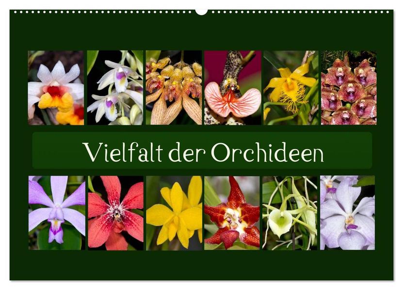 Vielfalt der Orchideen (Wandkalender 2027 DIN A2 quer) CALVENDO Monatskalender