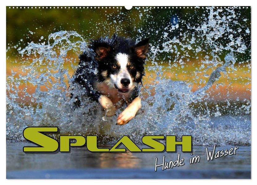 SPLASH - Hunde im Wasser (Wandkalender 2027 DIN A2 quer) CALVENDO Monatskalender
