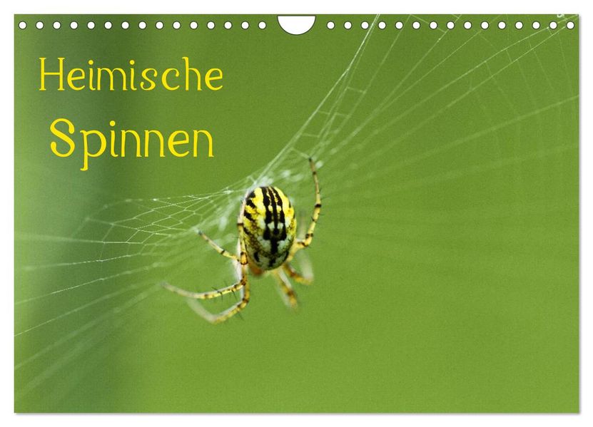 Heimische Spinnen (Wandkalender 2027 DIN A4 quer) CALVENDO Monatskalender