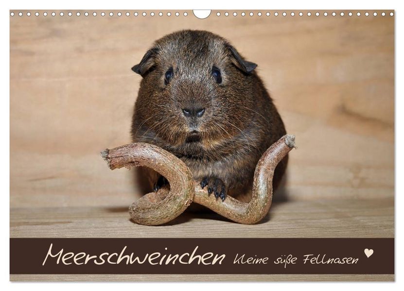 Meerschweinchen - Kleine süße Fellnasen (Wandkalender 2027 DIN A3 quer) CALVENDO Monatskalender