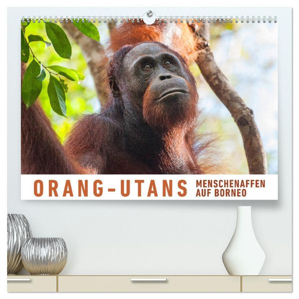 Orang-Utans Menschenaffen auf Borneo (hochwertiger Premium Wandkalender 2027 DIN A2 quer) Kunstdruck in Hochglanz