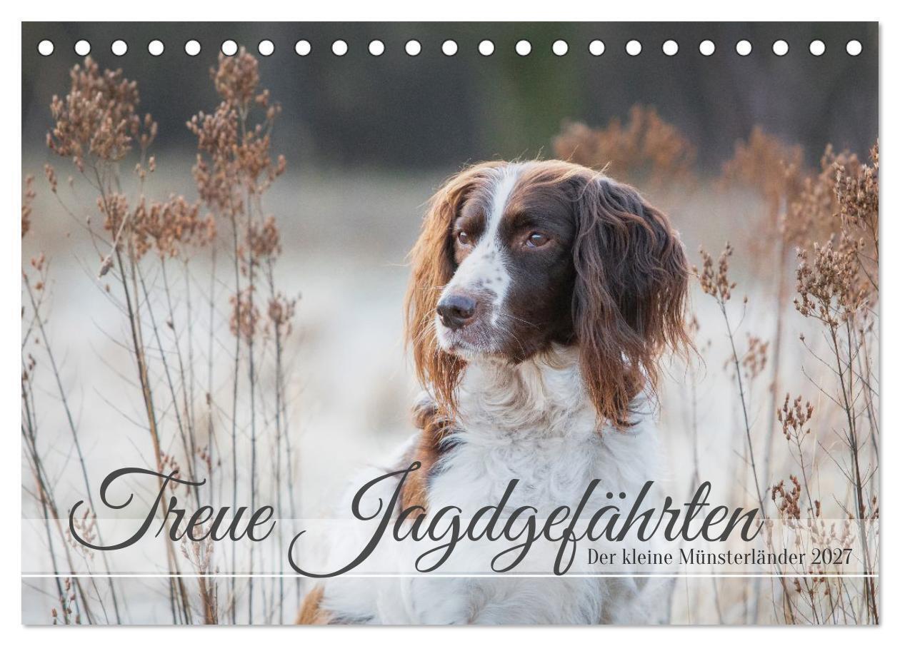 Treue Jagdgefährten Der kleine Münsterländer (Tischkalender 2027 DIN A5 quer) CALVENDO Monatskalender