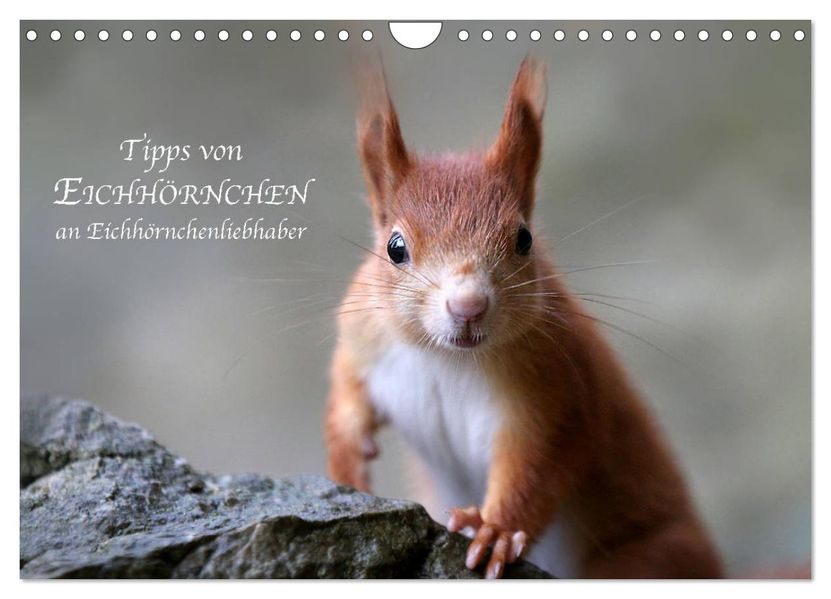 Tipps von Eichhörnchen an Eichhörnchenliebhaber (Wandkalender 2027 DIN A4 quer) CALVENDO Monatskalender