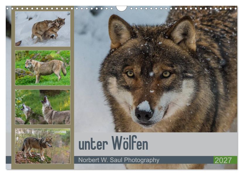 unter Wölfen (Wandkalender 2027 DIN A3 quer) CALVENDO Monatskalender