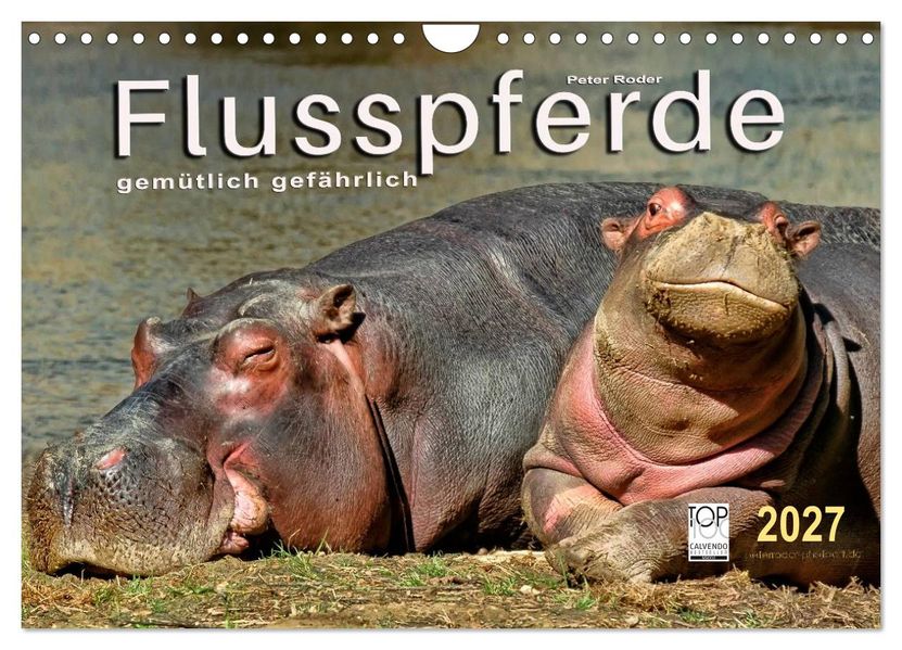 Flusspferde - gemütlich gefährlich (Wandkalender 2027 DIN A4 quer) CALVENDO Monatskalender